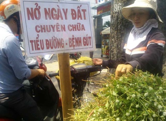 Cây[-]nở[-]ngày[-]đất[-]bán[-]đầy[-]đường[-]Sài[-]Gòn[-]vì[-]tin[-]đồn[-]"thần[-]dược"